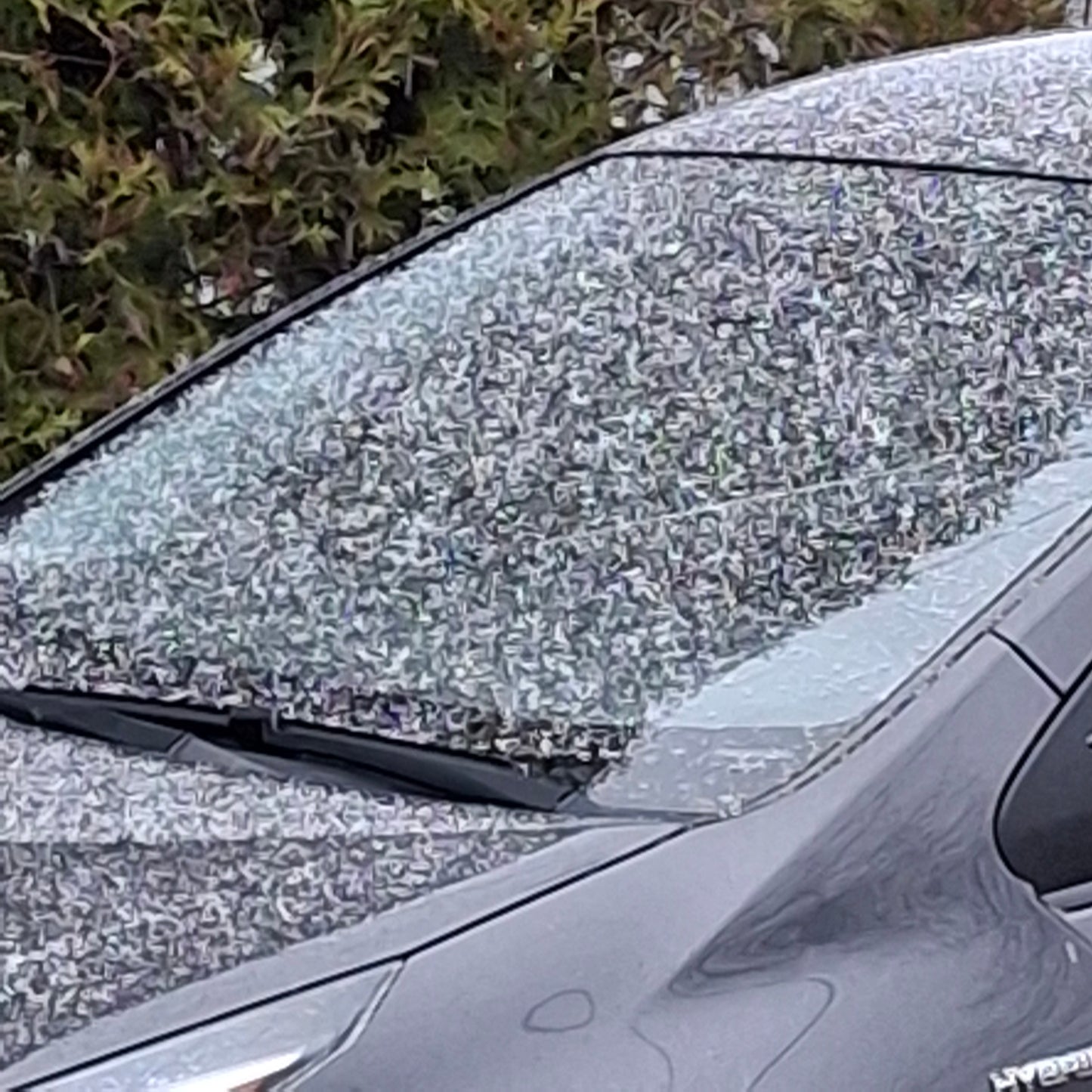 2025-11-09 Première neige à Sherbrooke